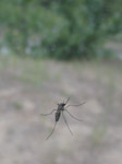 mosquito