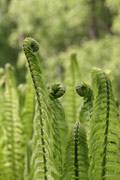 fern