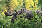 bull moose