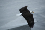 bald eagle