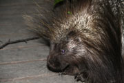 porcupine