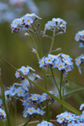 forget-me-not