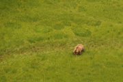 brown bear