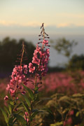 fireweed