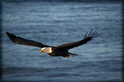 eagle with fish