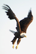 eagle