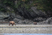 grizzly cub