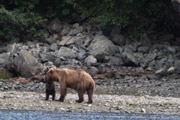 grizzly cub