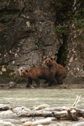 bears