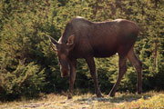 Bull Moose