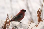 Pine Grosbeak