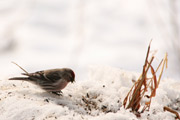 Common Redpoll