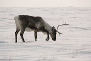 caribou