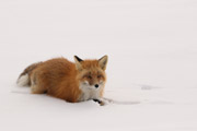 red fox