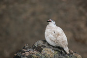 ptarmigan