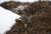 willow ptarmigan