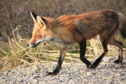 Red Fox