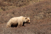 Brown Bear