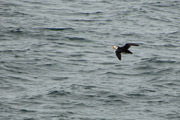 horned puffin