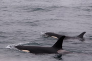 orcas