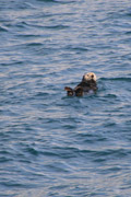 sea otter