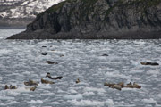 harbor seals