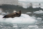 harbor seal