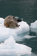 harbor seal2
