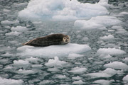 harbor seal3