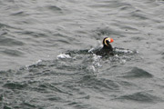 tufted puffin