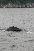 humpback whale