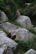 puffins