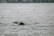 humpback tail