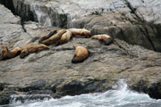 steller sea lions