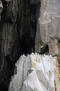 common murre