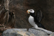 Alaska SeaLife Center