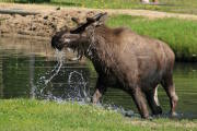 bull moose