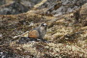 hoary marmot