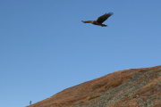 northern harrier