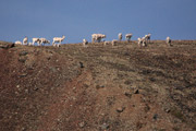 Dall Sheep