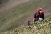 Ptarmigan