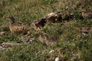 Ptarmigan family