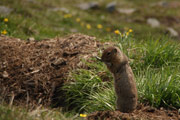 Ground Squirrel