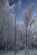 hoar frost