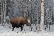 moose