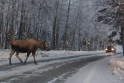 road crossing